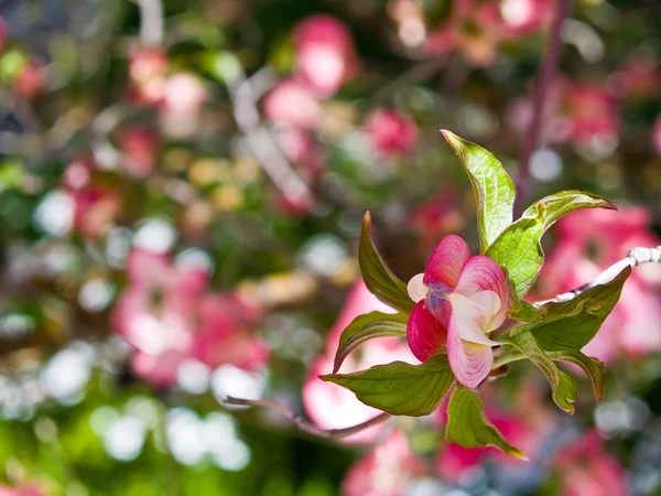 분홍색 꽃 봄에서 층 층 나무 트리 장식 — 스톡 사진