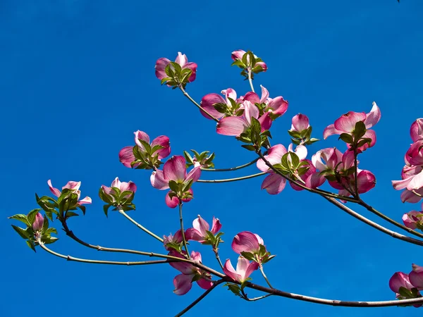 Ροζ ανθίσεις κοσμούν ένα δέντρο dogwood άνοιξη — Φωτογραφία Αρχείου