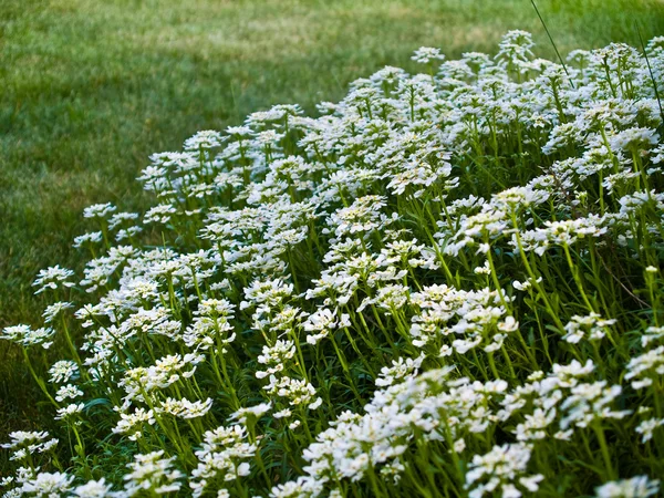 Små vita blommor i en skiktad rabatt — Stockfoto