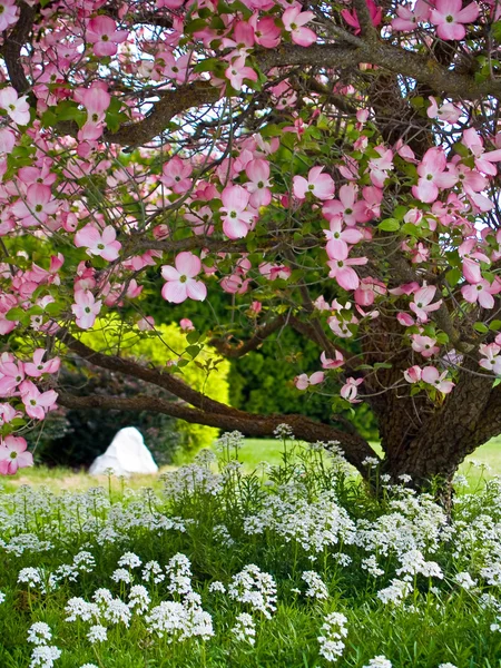 Flores rosas adornan un árbol de Dogwood en primavera — Foto de Stock