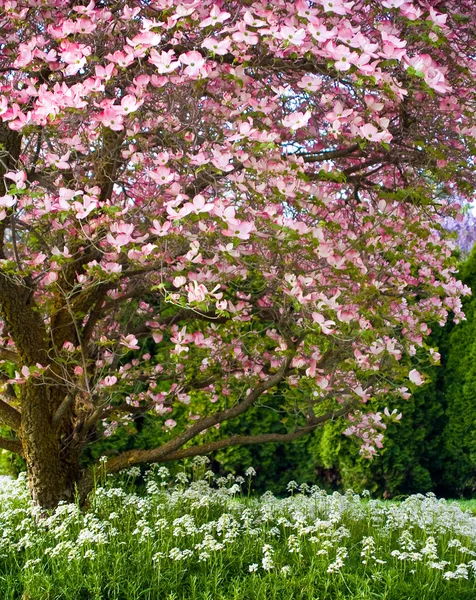 Розовый цвет украшает дерево Догвуд весной — стоковое фото