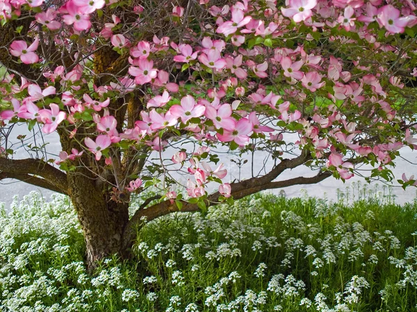 粉红色花朵装饰山茱萸树在春天 — 图库照片