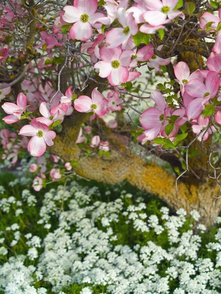 Fleurs roses ornent un cornouiller au printemps — Photo
