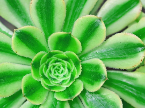 Kaktus makro z żywych tekstur i kolorów; Idealne dla środowisk pustyni — Zdjęcie stockowe