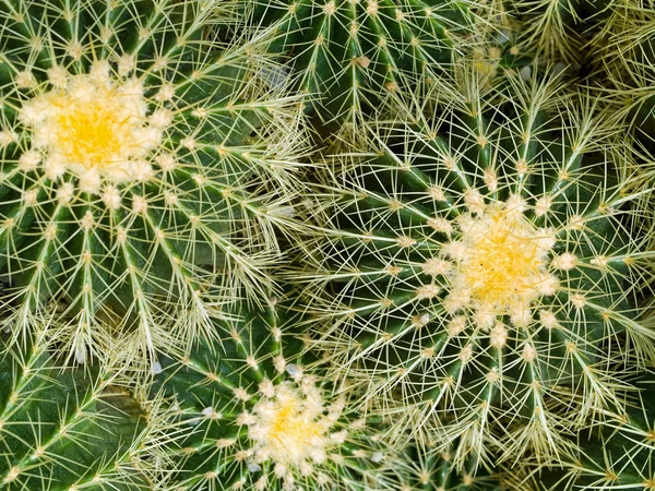 Kaktus makro s ostré textury a barvy; Skvělé pro pouštní pozadí — Stock fotografie
