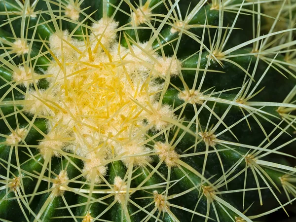 Kaktus makro s ostré textury a barvy; Skvělé pro pouštní pozadí — Stock fotografie