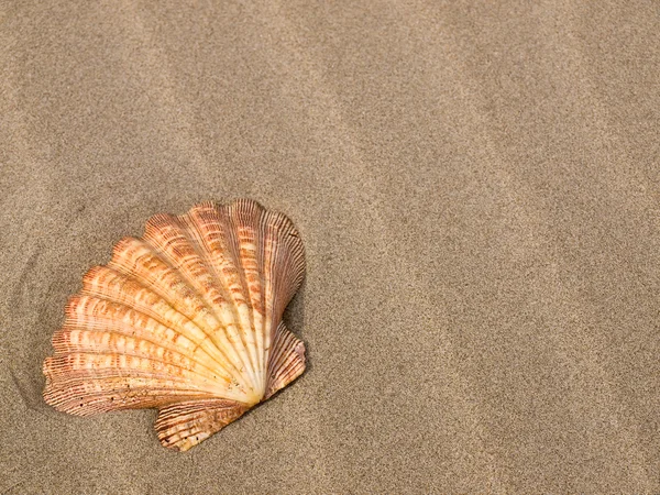 Scallop conchas em um vento varreu praia de areia — Fotografia de Stock