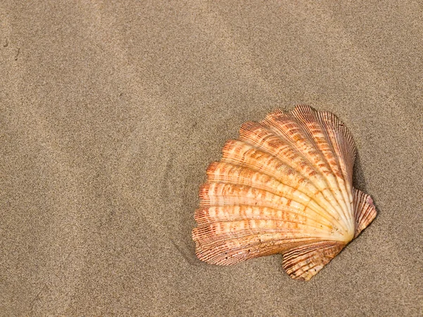 Scallop conchas em um vento varreu praia de areia — Fotografia de Stock