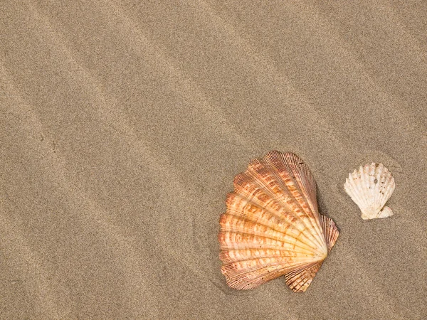 Conchas de vieira en un viento barrido arena playa —  Fotos de Stock