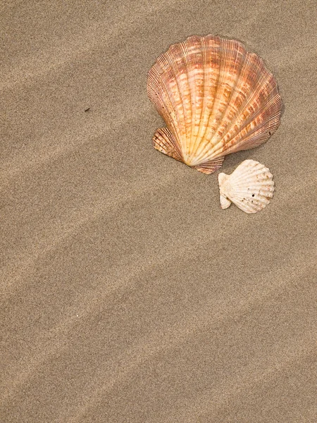 Conchas de vieira en un viento barrido arena playa — Foto de Stock