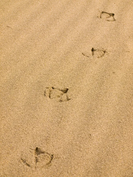 Seagull fotspår i sanden på en solig dag — Stockfoto