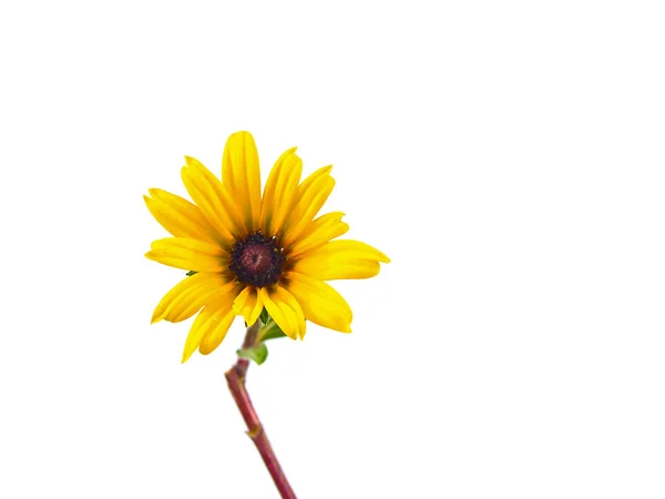 Einzelnes gelbes Gänseblümchen isoliert auf weißem Hintergrund — Stockfoto