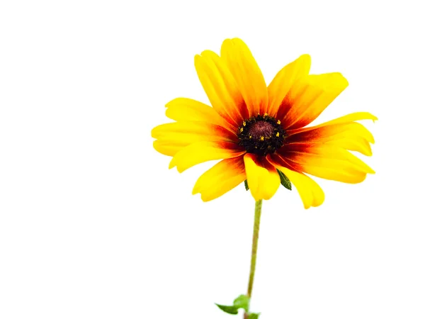 Enkele gele daisy geïsoleerd op witte achtergrond — Stockfoto