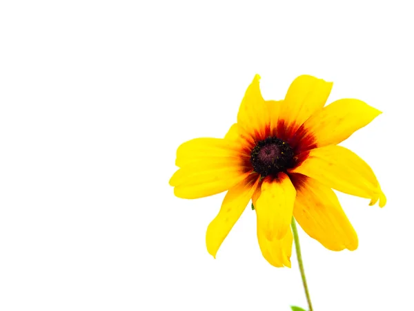 Einzelnes gelbes Gänseblümchen isoliert auf weißem Hintergrund — Stockfoto