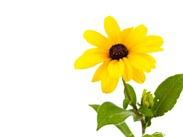 Single Yellow Daisy Isolated on White Background — Stock Photo, Image