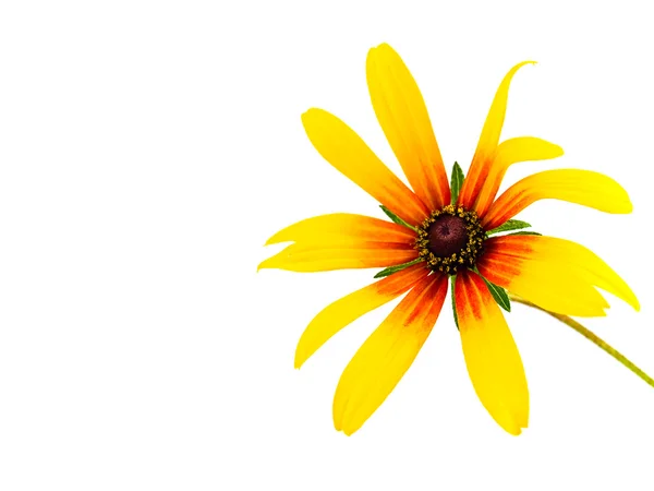 在白色背景上孤立的单个黄色雏菊 — 图库照片