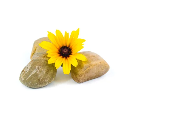 Margaritas amarillas en piedras grises aisladas en blanco —  Fotos de Stock
