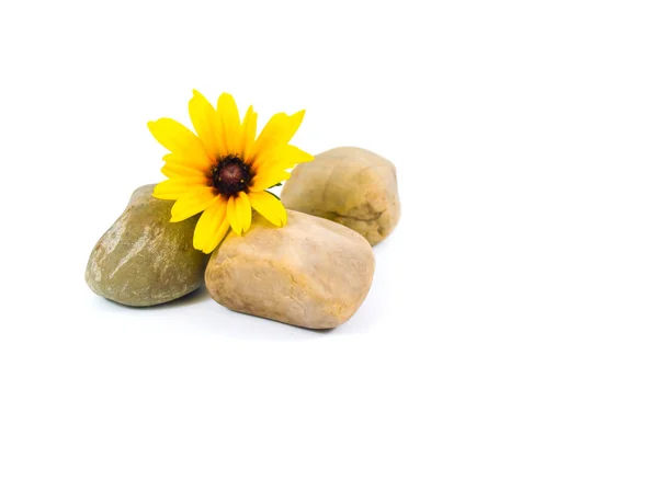 Margaridas amarelas em pedras cinzentas isoladas em branco — Fotografia de Stock