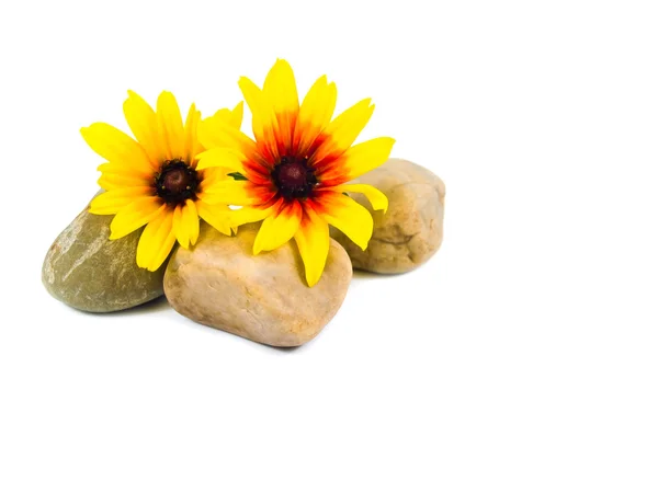 在白色上孤立的灰色石头上黄色雏菊 — 图库照片