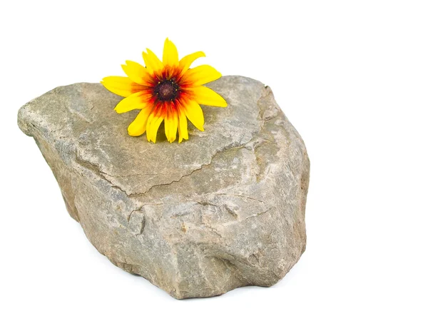 在白色上孤立的灰色石头上黄色雏菊 — 图库照片