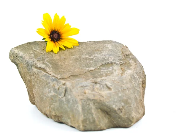 黄色んデイジーを白で隔離される灰色の石の上 — ストック写真