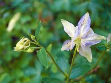 bir güneşli bir bahar bahçe çiçek açan columbine