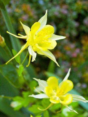 bir güneşli bir bahar bahçe çiçek açan columbine