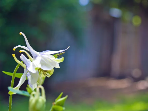 Columbine άνθιση στον κήπο μια ηλιόλουστη άνοιξη — Φωτογραφία Αρχείου