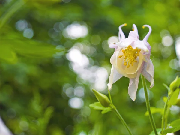 Columbine Kwitnący Słoneczny Wiosenny Ogród — Zdjęcie stockowe