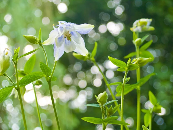 Columbine florescendo em um jardim de primavera ensolarado — Fotografia de Stock