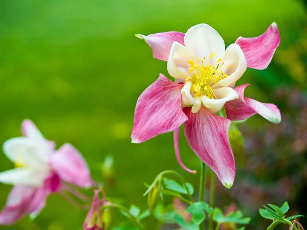 Columbine fleurissant dans un jardin ensoleillé printanier — Photo