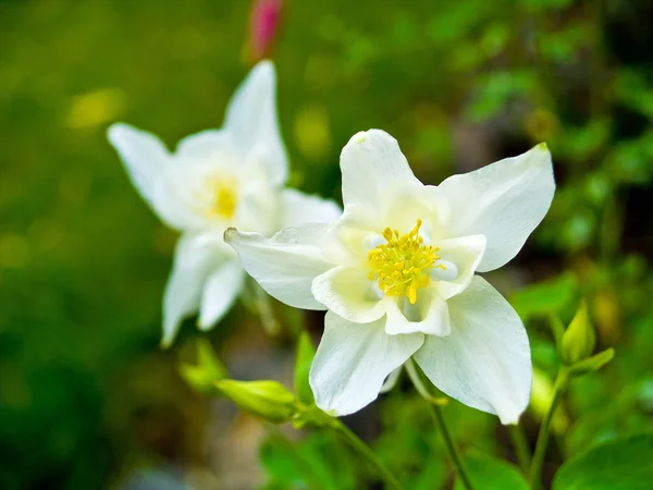 Columbine kwitnący w słoneczny wiosenny ogród — Zdjęcie stockowe