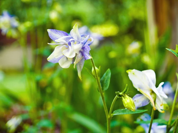 日当たりの良い春の庭で咲くコロンバイン — ストック写真
