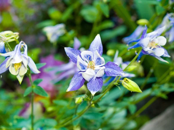 Bir Güneşli Bir Bahar Bahçe Çiçek Açan Columbine — Stok fotoğraf