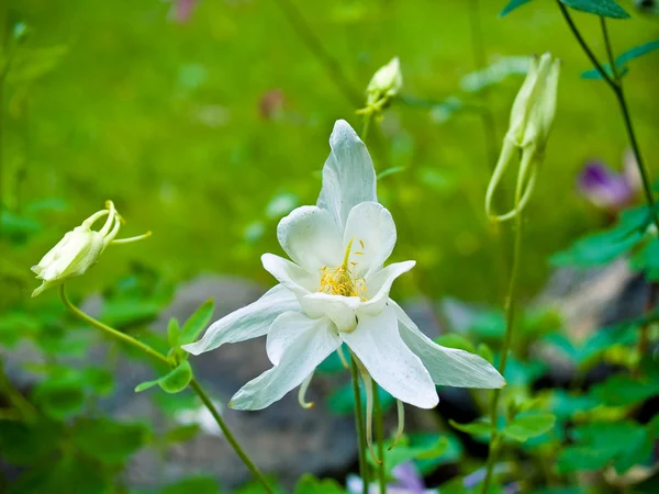 Columbine bloeien in een zonnige lente tuin — Stockfoto
