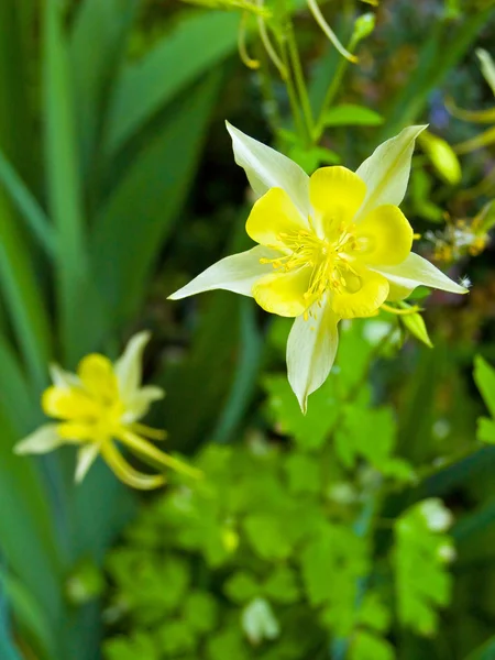 Akelei Blüht Einem Sonnigen Frühlingsgarten — Stockfoto