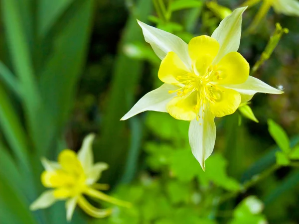 Bir güneşli bir bahar bahçe çiçek açan columbine — Stok fotoğraf
