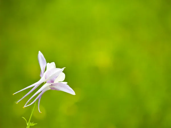 Bir güneşli bir bahar bahçe çiçek açan columbine — Stok fotoğraf