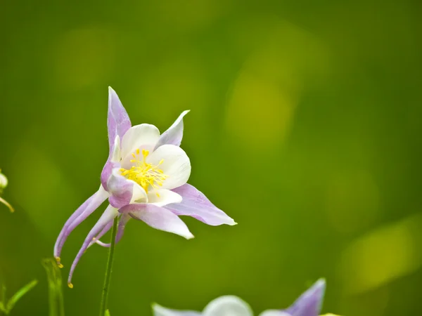 Columbine kwitnący w słoneczny wiosenny ogród — Zdjęcie stockowe