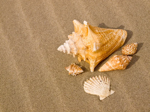 帆立貝とホラ貝シェル風の砂浜のビーチを総なめにしました — ストック写真