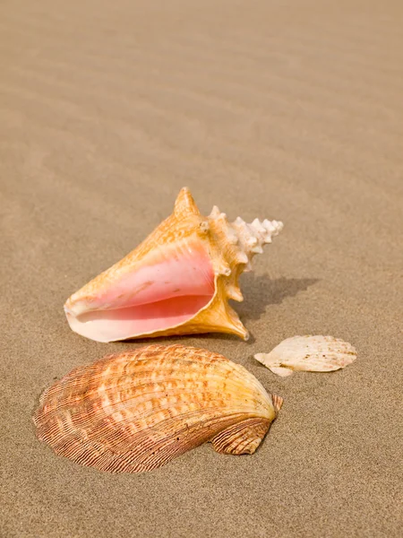 Jakobsmuscheln Und Muscheln Windgepeitschten Sandstrand — Stockfoto