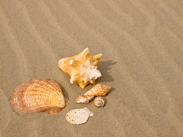 Vieira y conchas de caracol en un viento barrido Sandy Beach —  Fotos de Stock