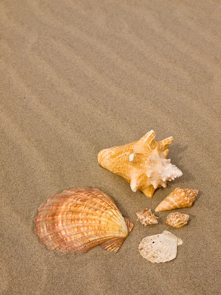 扇贝和海螺壳的风席卷沙滩 — 图库照片