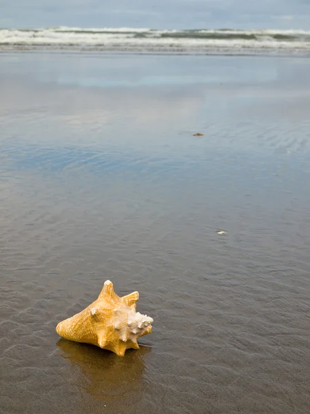 海螺贝壳湿的沙滩上 — 图库照片