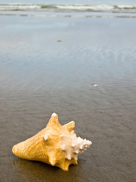 Shelly Ulity Mokré Písčité Pláži — Stock fotografie