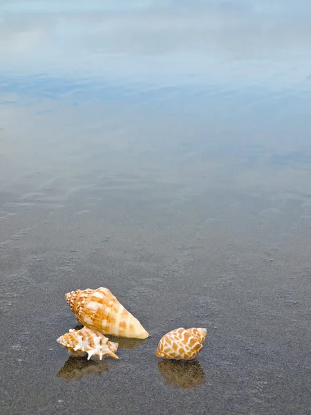 Hřebenatky a lastury na mokré písečné pláži — Stock fotografie