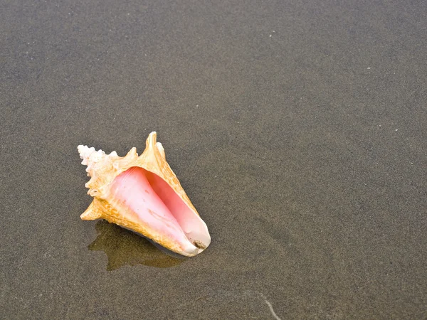 Coquilles de conque sur une plage de sable mouillé — Photo