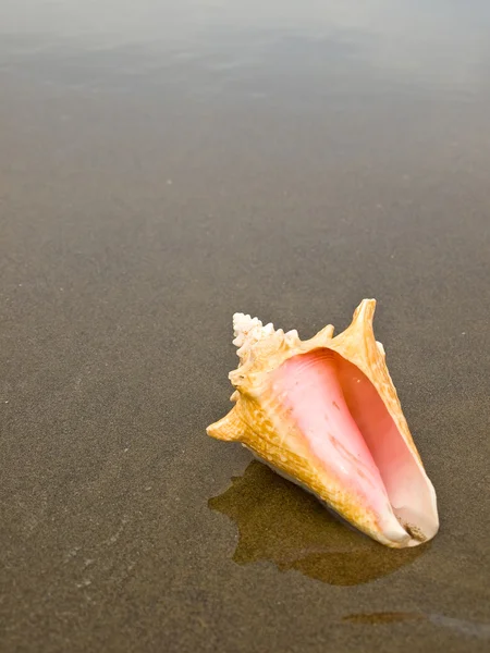 海螺贝壳湿的沙滩上 — 图库照片