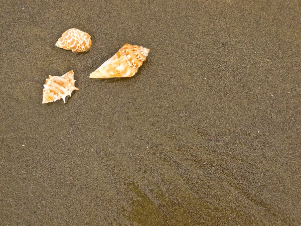 Scallop Och Conch Shells Våt Sandstrand — Stockfoto