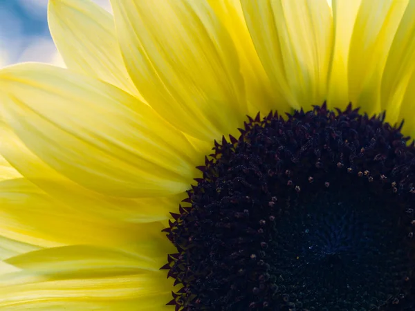 Eine Sonnenblume Noch Auf Der Pflanze Mit Den Bienen — Stockfoto